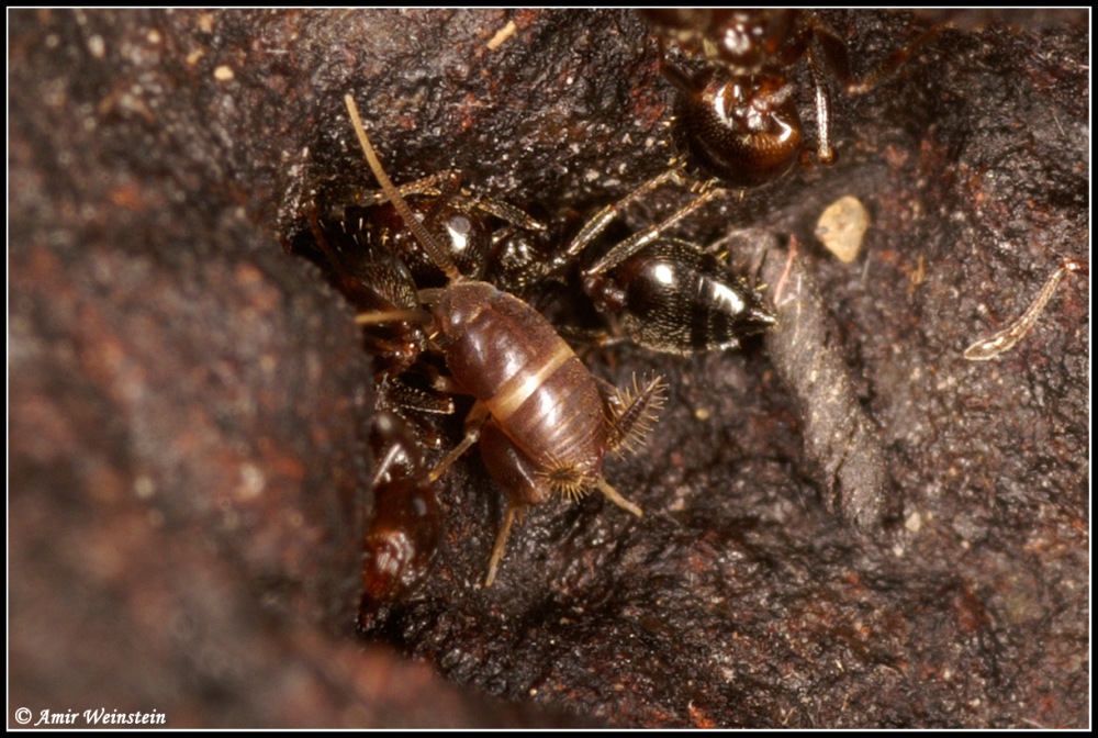 Myrmecophilus  and  ants